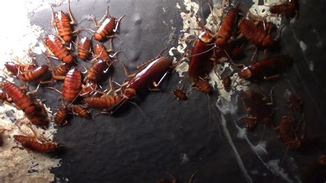 Watch Video Of How Millions of cockroaches/insects Chased .